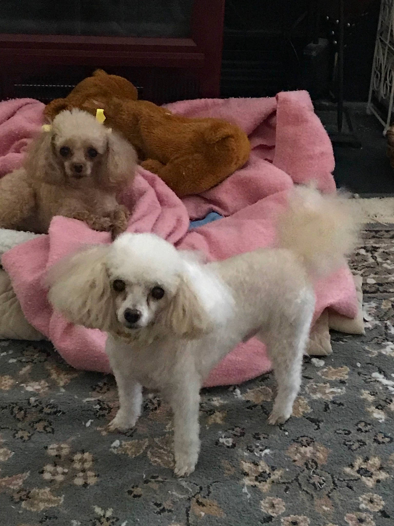 Truffles is registered to the contest to win money with this photo: canidae, carnivore, companion_dog, couch, dog, dog_breed, dog_supply, fawn, fur, livestock_guardian_dog, non_sporting_group, sporting_group, tail, toy_dog, working_animal