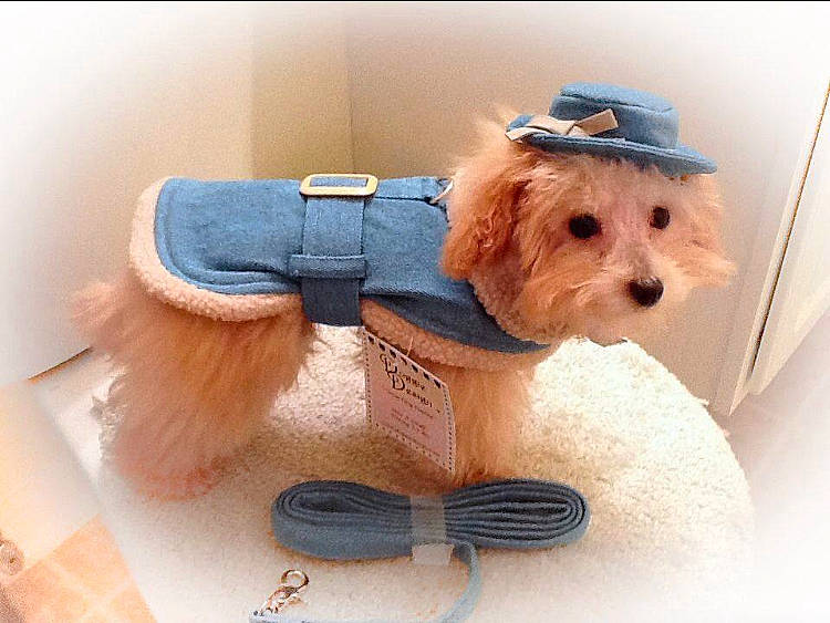 Truffles joined the competition — help win amazing prizes! bow_tie, carnivore, companion_dog, costume_hat, dog, dog_breed, dog_clothes, dog_supply, fawn, fedora, glasses, goggles, hat, headgear, mammal, sunglasses, teddy_bear, toy, vertebrate, working_animal