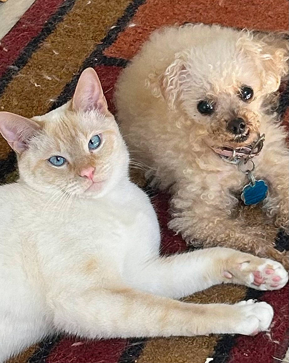 Ivan is registered to the contest to win money with this photo: carnivore, cat, claw, companion_dog, dog, dog_breed, domestic_short_haired_cat, fawn, felidae, fur, paw, small_terrier, small_to_medium_sized_cats, snout, stuffed_toy, tail, toy, toy_dog, whiskers