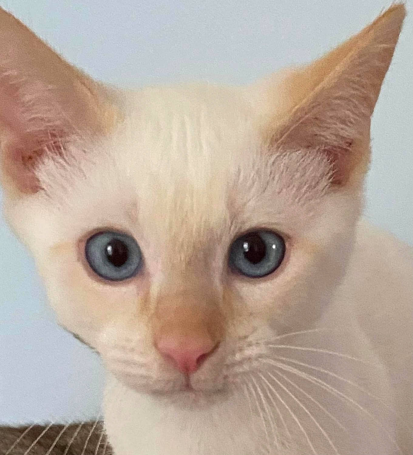 Ivan is registered to the contest to win money with this photo: carnivore, cat, close_up, domestic_short_haired_cat, fawn, felidae, fur, iris, no_expression, small_to_medium_sized_cats, snout, tail, terrestrial_animal, whiskers, window