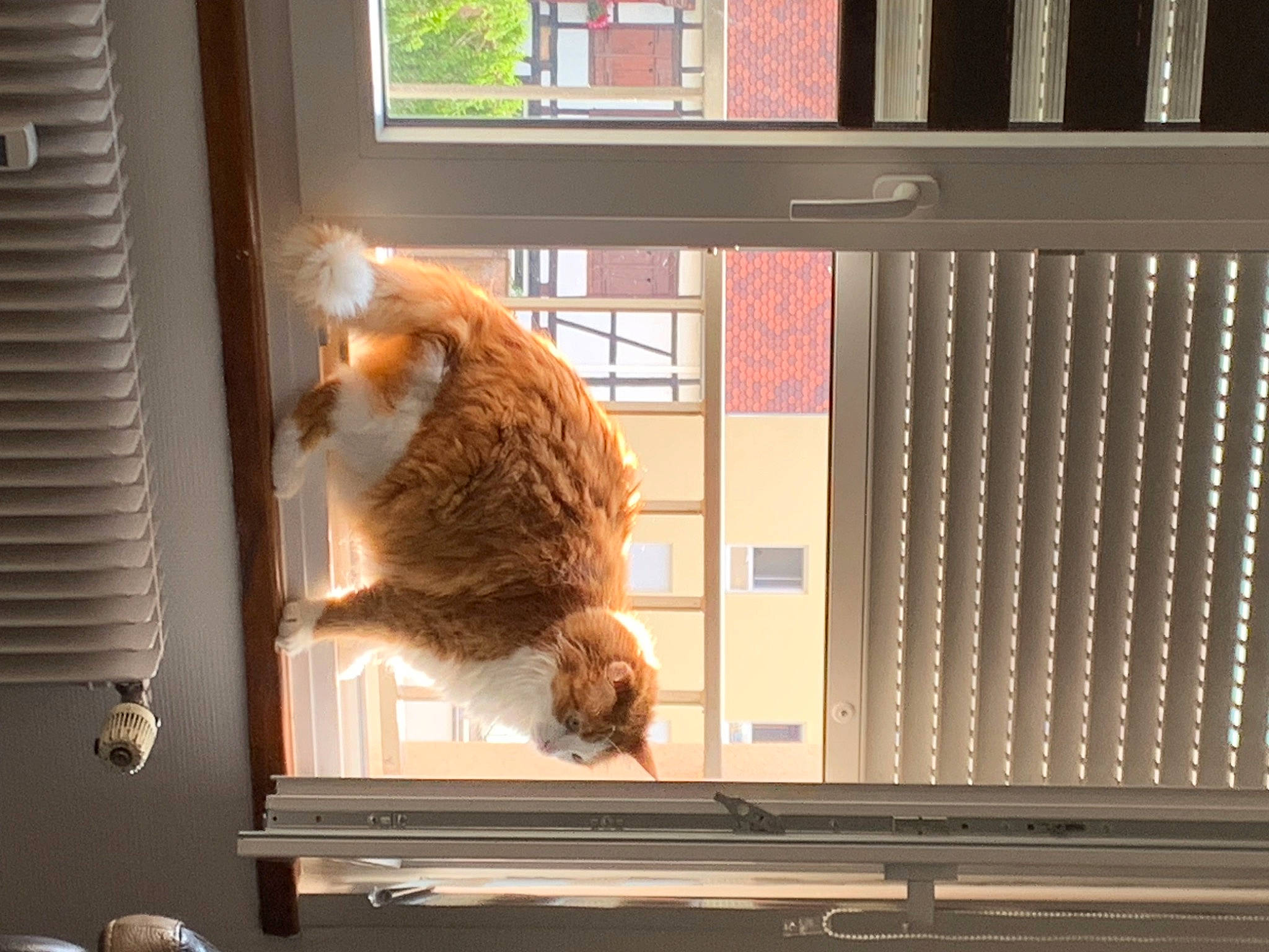 Garou participe au concours pour gagner de l'argent avec cette photo : animal_shelter, cage, carnivore, cat, display_case, display_device, domestic_short_haired_cat, felidae, fur, machine, metal, pet_supply, room, small_to_medium_sized_cats, tail, whiskers, window, window_blind, window_covering, wood