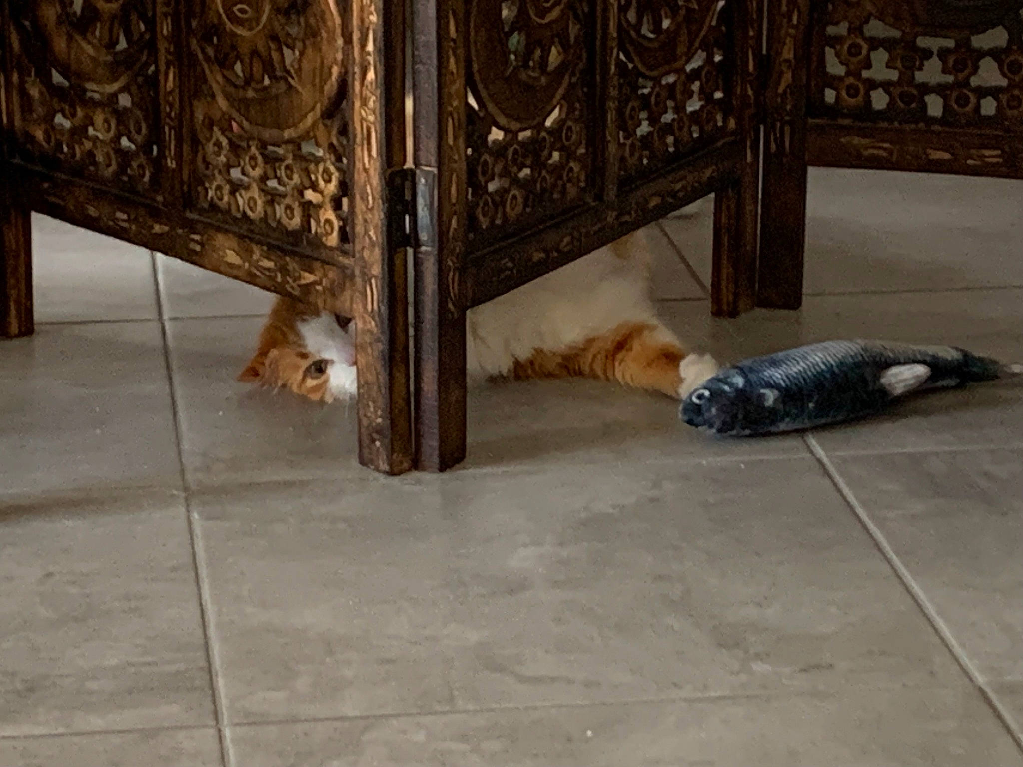 Garou a rejoint le concours — aidez-le/la à gagner de superbes lots ! big_cats, building_material, carnivore, companion_dog, fawn, felidae, floor, flooring, fur, hardwood, human_leg, room, small_to_medium_sized_cats, sporting_group, tail, terrestrial_animal, tile_flooring, wood, wood_flooring, wood_stain