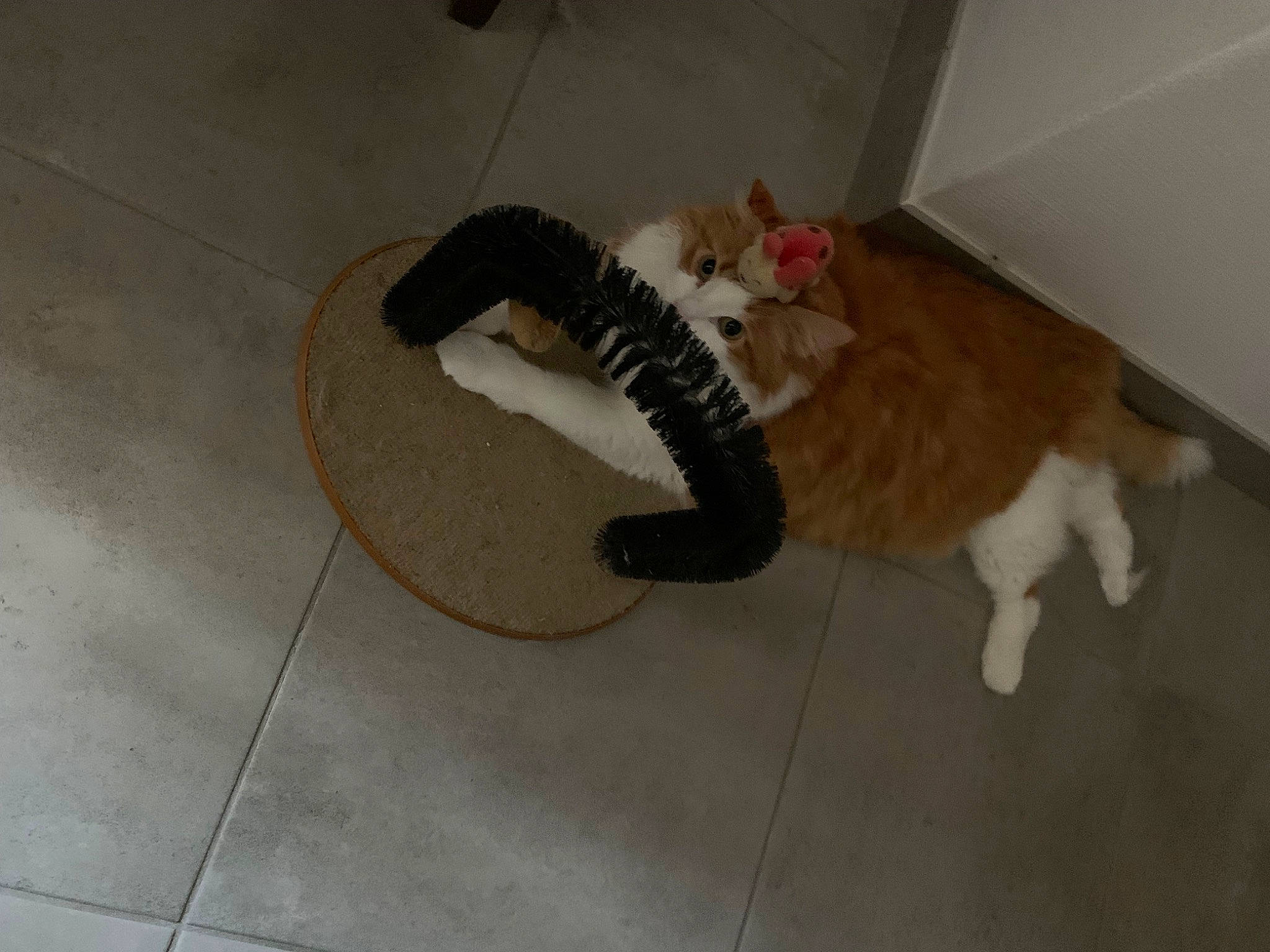 Garou participe au concours pour gagner de l'argent avec cette photo : carnivore, cat, cat_bed, cat_supply, comfort, companion_dog, dog_breed, domestic_short_haired_cat, fawn, felidae, floor, flooring, fur, hardwood, pet_supply, small_to_medium_sized_cats, tail, terrestrial_animal, whiskers, wood