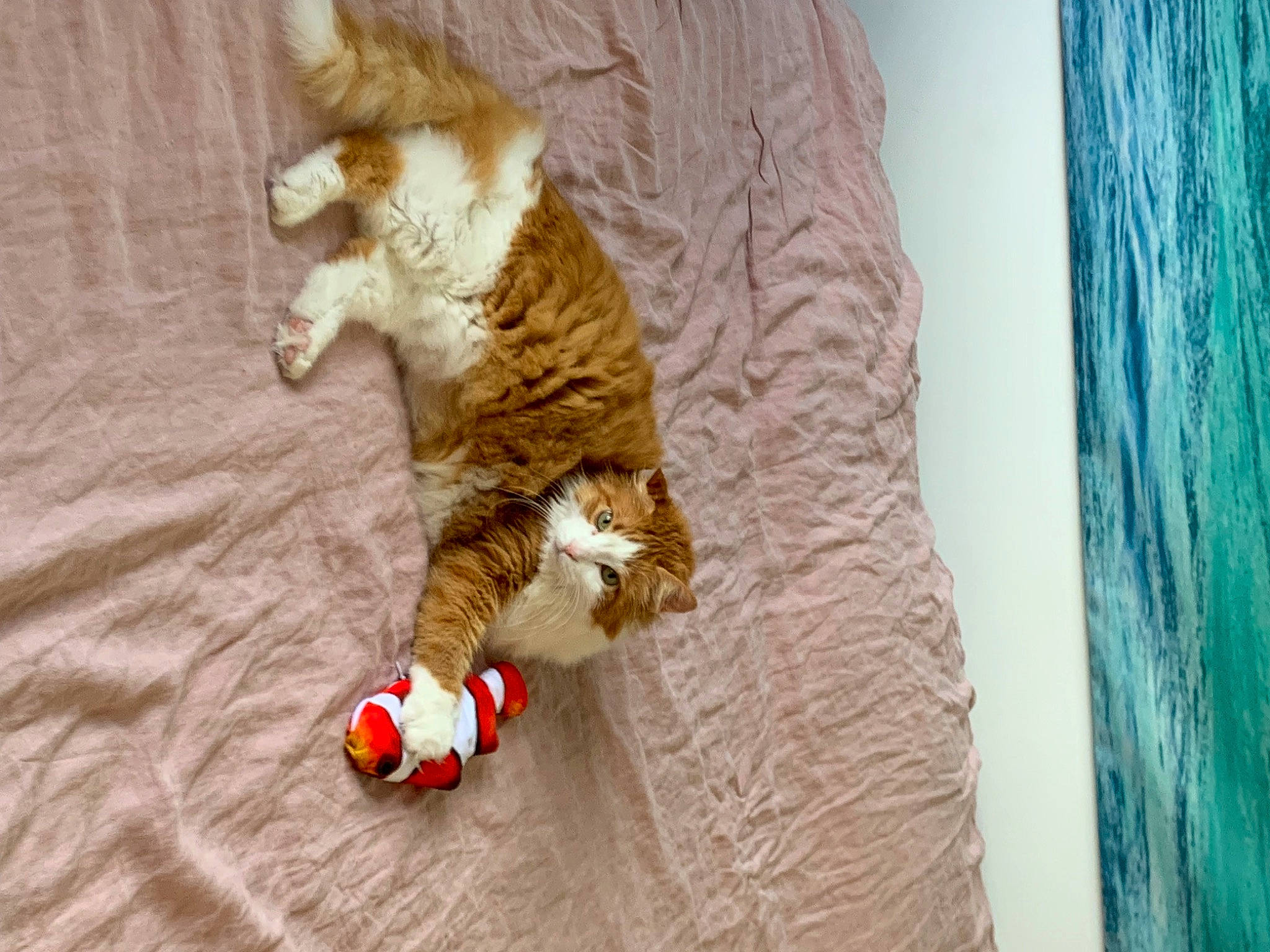 Garou a rejoint le concours — aidez-le/la à gagner de superbes lots ! art, canidae, carnivore, cat, comfort, companion_dog, dog_breed, domestic_short_haired_cat, fawn, felidae, flooring, fur, hardwood, paw, small_to_medium_sized_cats, snout, tail, toy, whiskers, wood