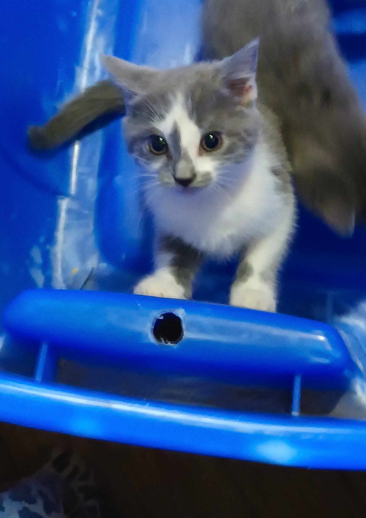 Bella
