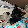 Karma is registered to the contest to win money with this photo: cat, black_cat, blanket, stuffed_animal, toy, bed, sleeping, cozy, indoor, fuzzy, floral_pattern, animal, pet, soft, comfort, resting, cute, fur, paw, snuggling