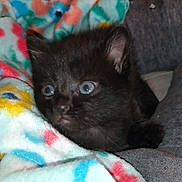 Karma joined the competition — help win amazing prizes! kitten, black_cat, blue_eyes, blanket, colorful, cozy, cute, pet, animal, fur, indoor, closeup, small, young, resting, soft, comfort, curious, face, whiskers
