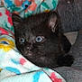 kitten, black_cat, blue_eyes, blanket, colorful, cozy, cute, pet, animal, fur, indoor, closeup, small, young, resting, soft, comfort, curious, face, whiskers