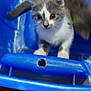 Karma joined the competition — help win amazing prizes! kitten, cat, gray, white, blue, plastic, container, curious, animal, pet, indoor, young, feline, whiskers, ears, paws, tail, closeup, looking, blurry