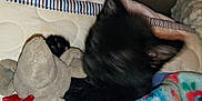 Karma joined the competition — help win amazing prizes! cat, black_cat, blanket, stuffed_animal, toy, bed, sleeping, cozy, indoor, fuzzy, floral_pattern, animal, pet, soft, comfort, resting, cute, fur, paw, snuggling