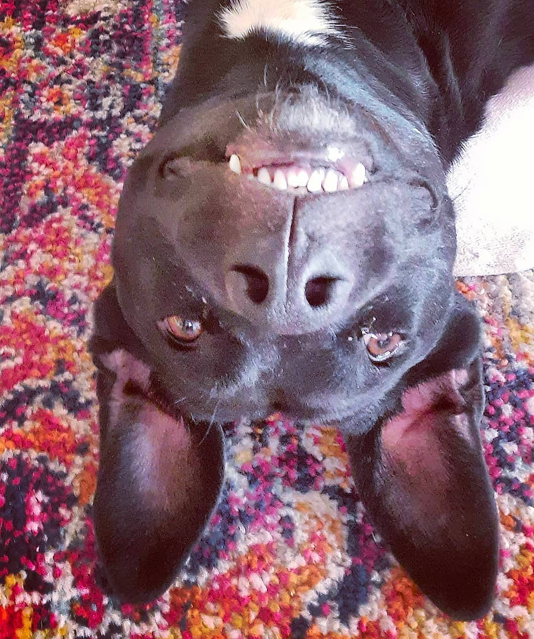 Katsu joined the competition — help win amazing prizes! canidae, carmine, carnivore, comfort, companion_dog, dog, dog_breed, fawn, fur, guard_dog, hunting_dog, liver, magenta, non_sporting_group, paw, snout, sporting_group, terrestrial_animal, whiskers, working_animal