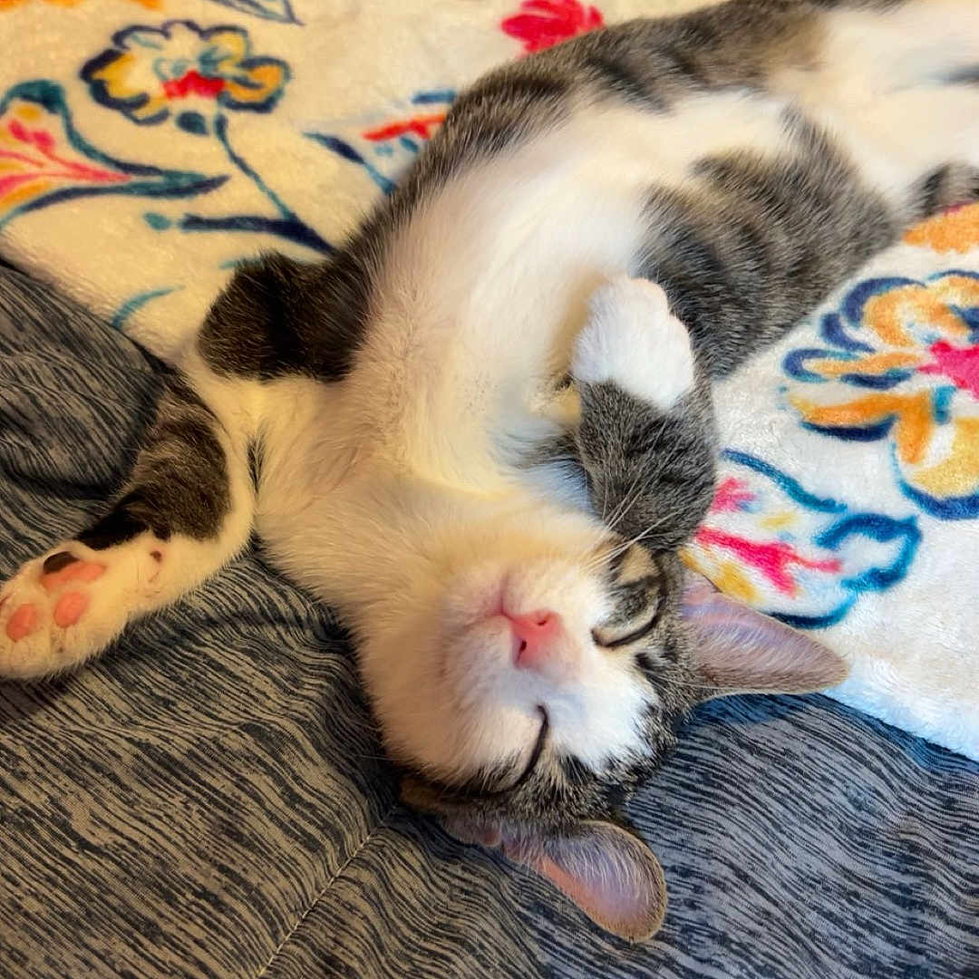 Ellie joined the competition — help win amazing prizes! animal, bed, blanket, cat, comfort, cozy, cute, ears, floral_pattern, fur, indoor, paw, pet, pink_nose, relaxing, resting, sleeping, soft, tabby_cat, whiskers