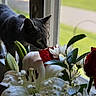 animal, bouquet, cat, close_up, curious, daisy, daylight, flora, flowers, gray_cat, greenery, indoor, leaf, lily, nature, pet, plant, rose, sniffing, window