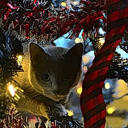 Yinny is registered to the contest to win money with this photo: animal, cat, celebration, christmas_tree, closeup, curious, decoration, eyes, feline, festive, greenery, holiday_lights, indoor, night, ornament, pet, playful, red_ribbon, tinsel, whiskers