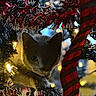 animal, cat, celebration, christmas_tree, closeup, curious, decoration, eyes, feline, festive, greenery, holiday_lights, indoor, night, ornament, pet, playful, red_ribbon, tinsel, whiskers