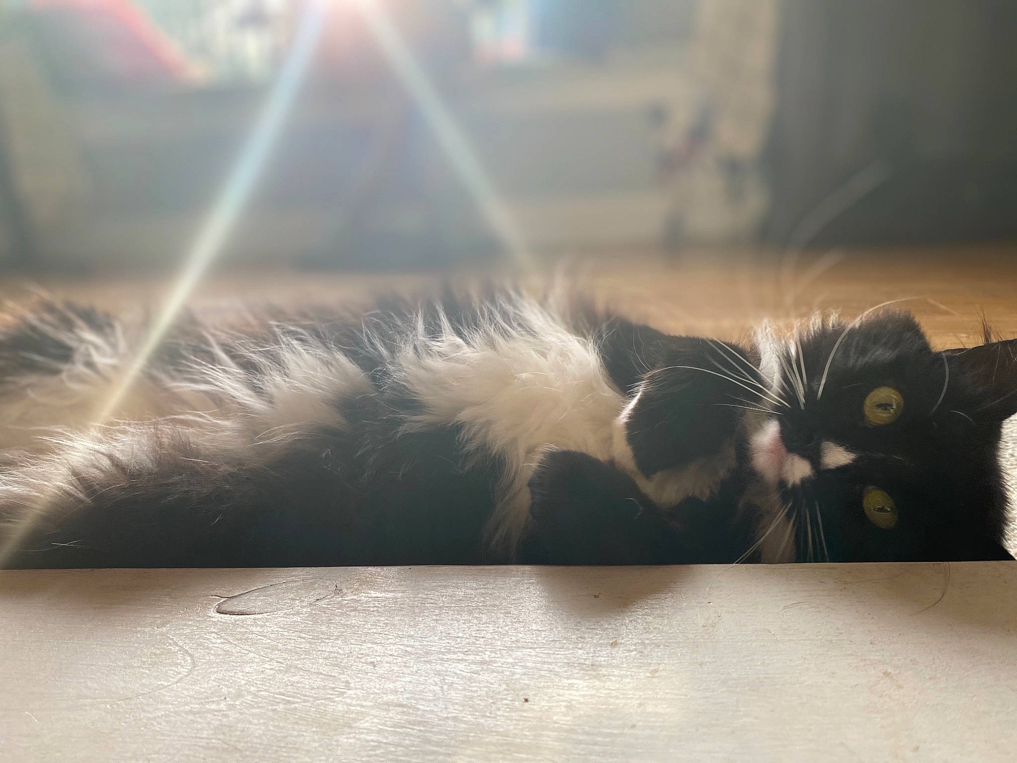 Mookie is registered to the contest to win money with this photo: carnivore, cat, cloud, domestic_short_haired_cat, felidae, foot, fur, grass, meteorological_phenomenon, monochrome_photography, paw, shadow, sky, small_to_medium_sized_cats, snout, sunlight, tail, tints_and_shades, whiskers, wood