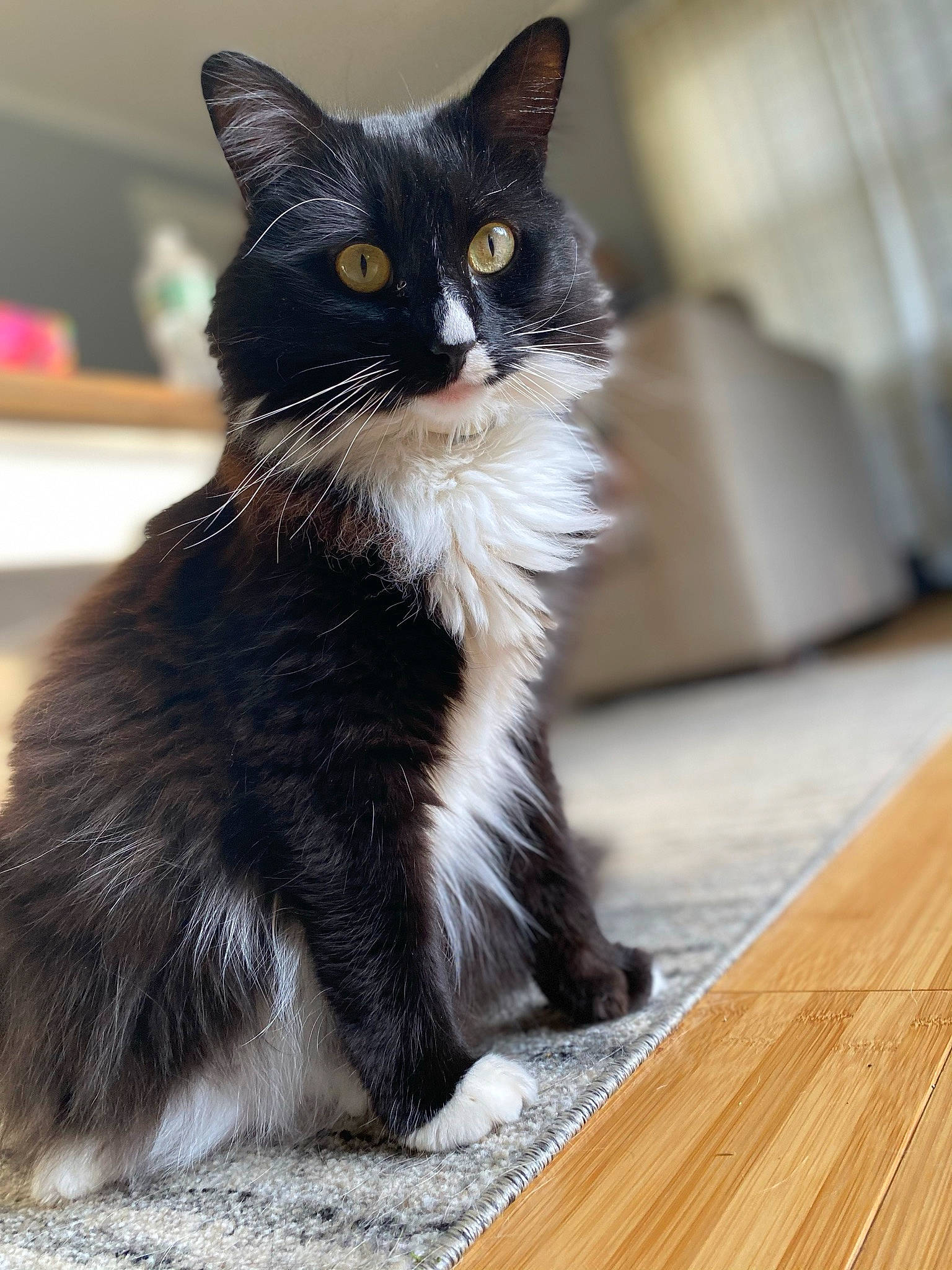 Mookie joined the competition — help win amazing prizes! black_cat, carnivore, cat, claw, domestic_short_haired_cat, felidae, fur, hardwood, paw, plank, sitting, small_to_medium_sized_cats, snout, tail, terrestrial_animal, varnish, whiskers, window, wood, wood_stain