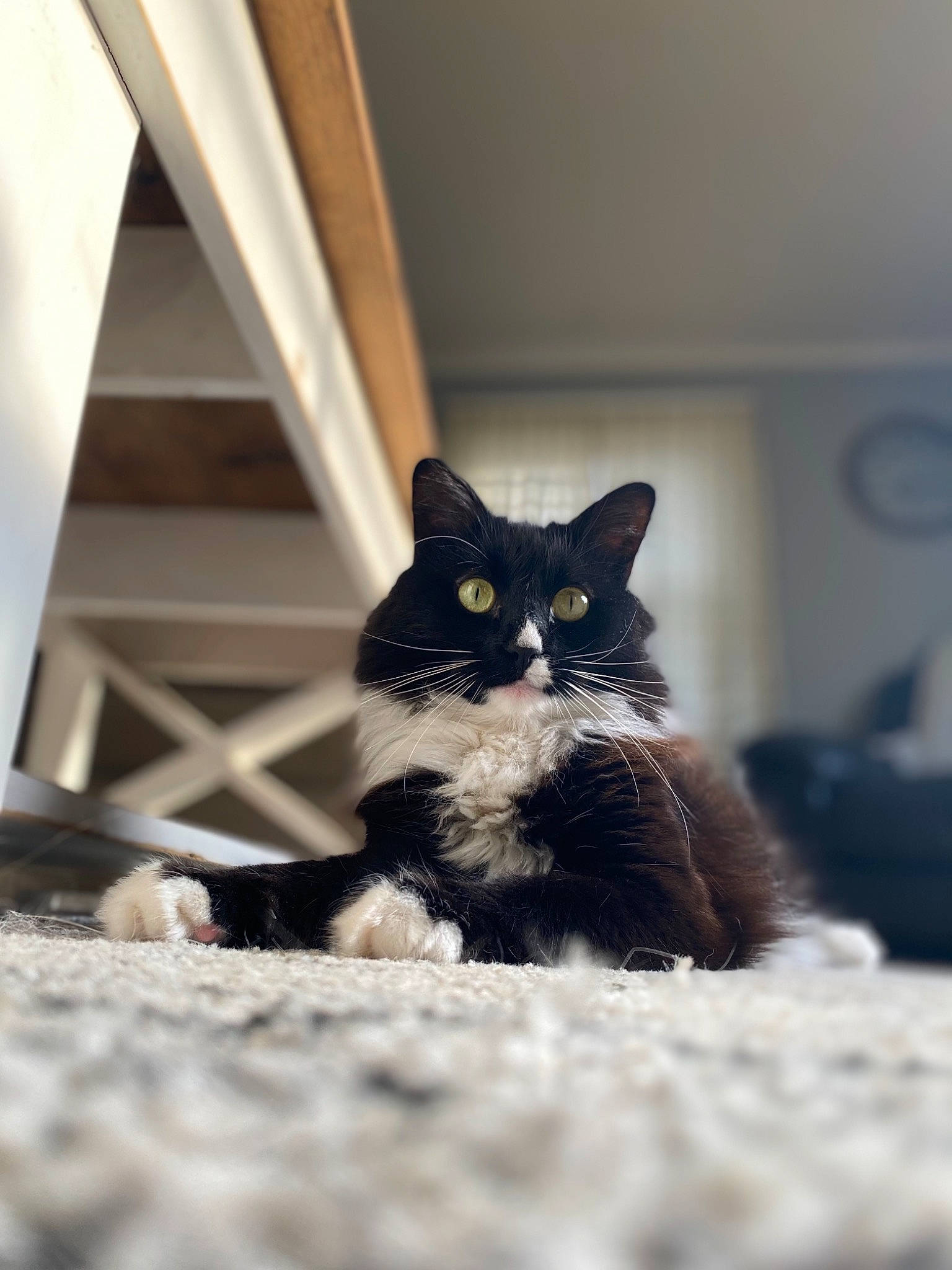 Mookie is registered to the contest to win money with this photo: black_cat, carnivore, cat, comfort, domestic_short_haired_cat, eye, felidae, flooring, fur, grey, monochrome_photography, sitting, small_to_medium_sized_cats, snout, tail, terrestrial_animal, tints_and_shades, whiskers, window, wood