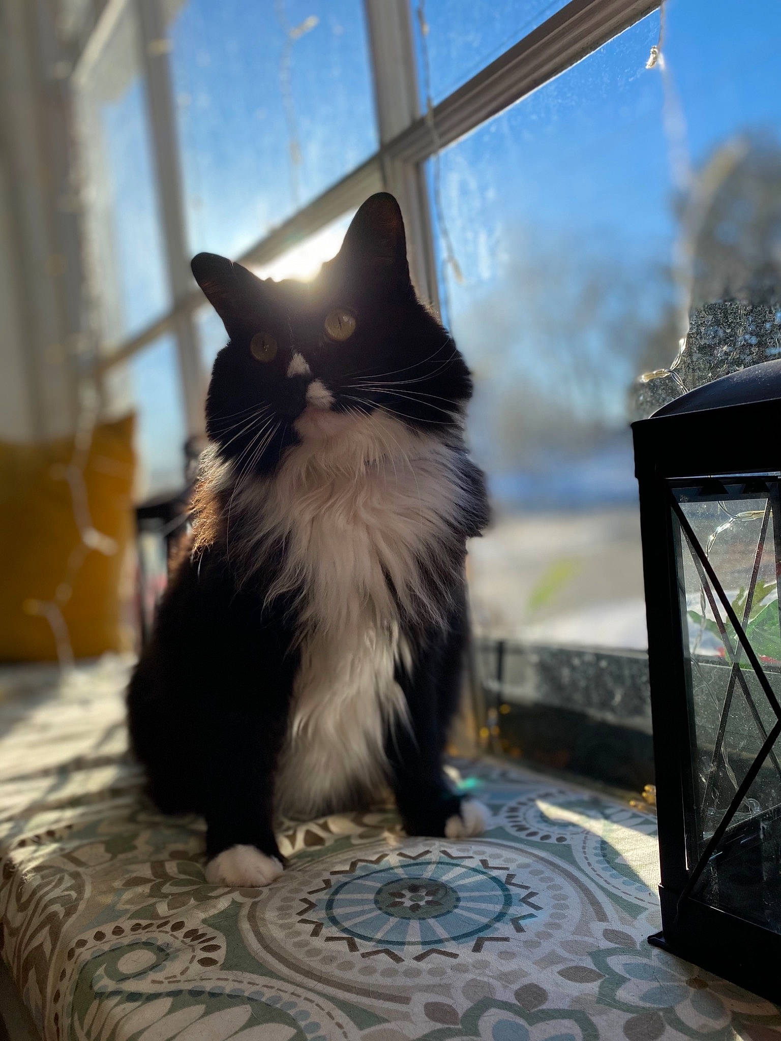 Mookie joined the competition — help win amazing prizes! british_longhair, carnivore, cat, electric_blue, felidae, flooring, fur, grey, hardwood, shadow, sitting, sky, small_to_medium_sized_cats, tail, textile, tints_and_shades, tree, whiskers, window, wood