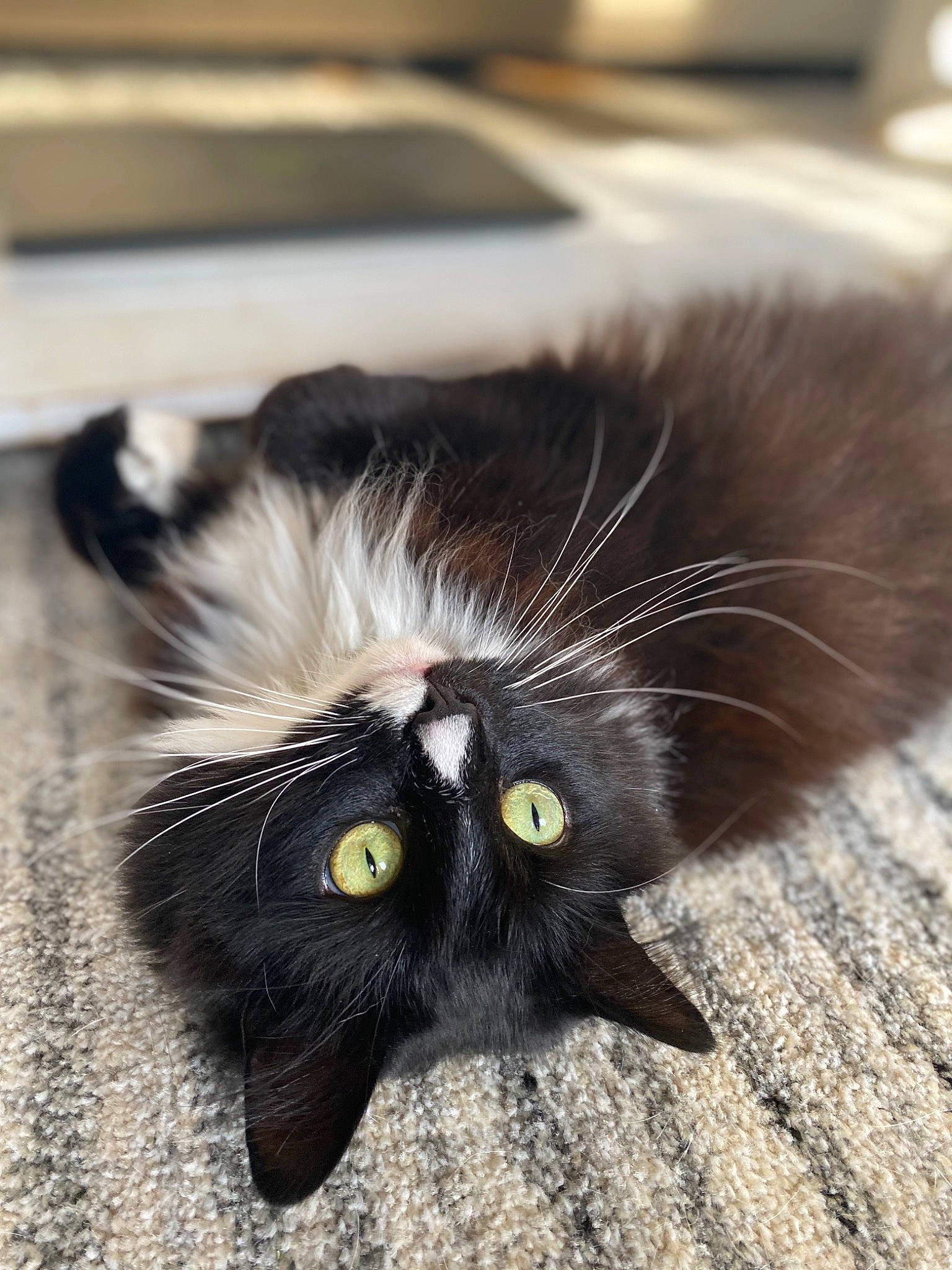 Mookie joined the competition — help win amazing prizes! black_cat, carnivore, cat, claw, comfort, domestic_short_haired_cat, felidae, flooring, foot, fur, grass, paw, small_to_medium_sized_cats, snout, tail, terrestrial_animal, whiskers
