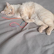 Reina participe au concours pour gagner de l'argent avec cette photo : cat, cream_colored_cat, toy, plush_mouse, string_toy, bed, blanket, indoor, pet, feline, relaxed, lying_down, soft_texture, curious, whiskers, ears, paws, fur, domestic_animal, cozy