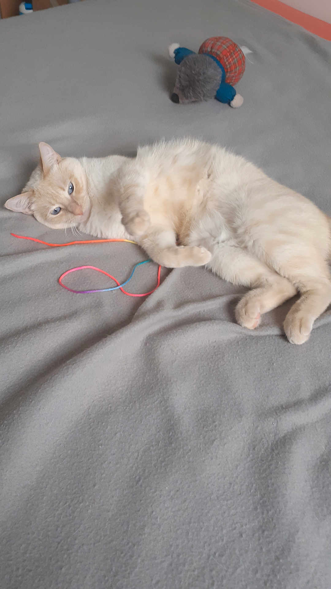 Reina participe au concours pour gagner de l'argent avec cette photo : cat, cream_colored_cat, toy, plush_mouse, string_toy, bed, blanket, indoor, pet, feline, relaxed, lying_down, soft_texture, curious, whiskers, ears, paws, fur, domestic_animal, cozy