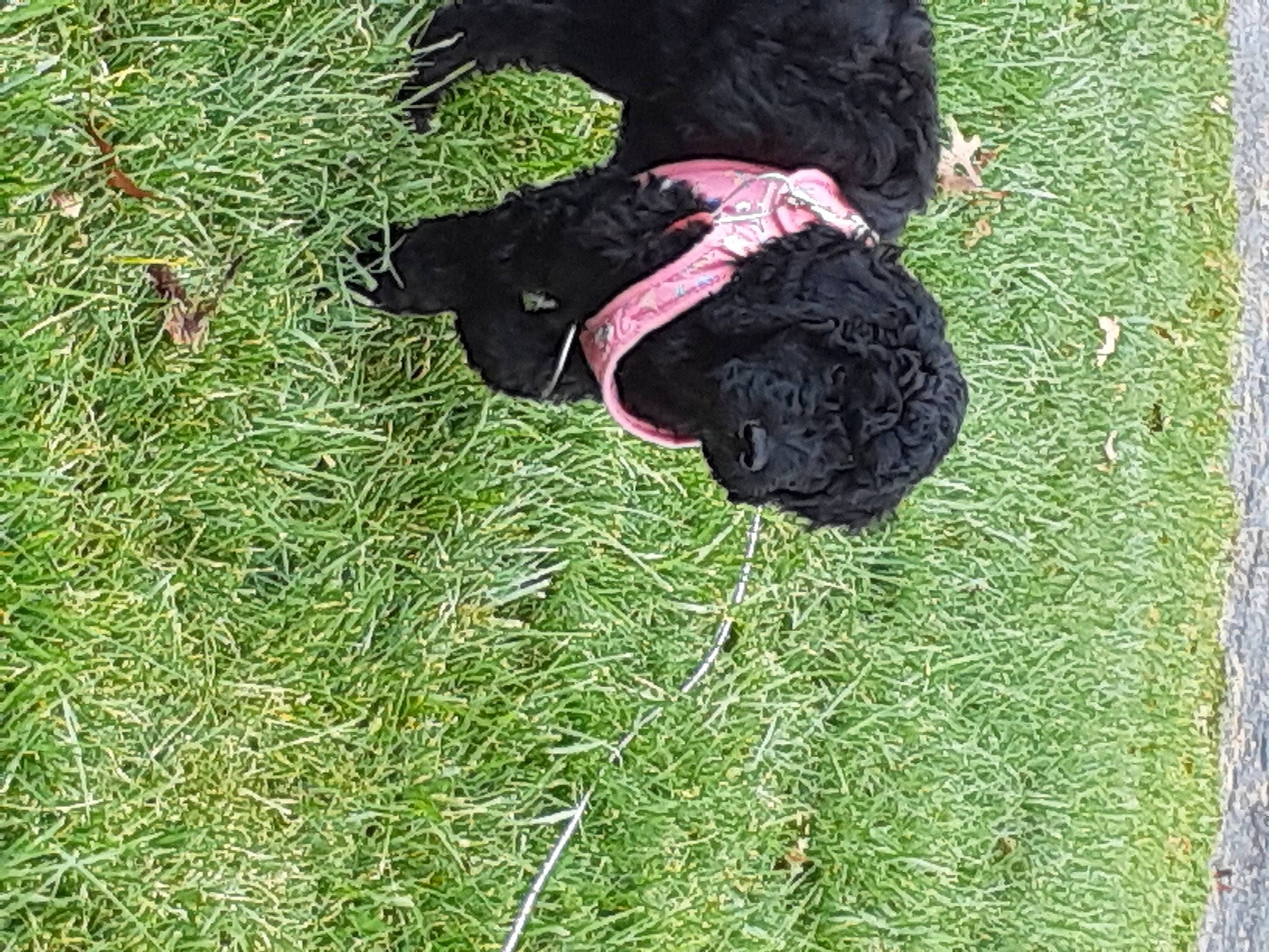 Quila is registered to the contest to win money with this photo: canidae, carnivore, collar, companion_dog, dog, dog_breed, dog_collar, dog_supply, fur, grass, grass_family, groundcover, liver, plant, sporting_group, tail, terrier, tree, water_dog, working_dog