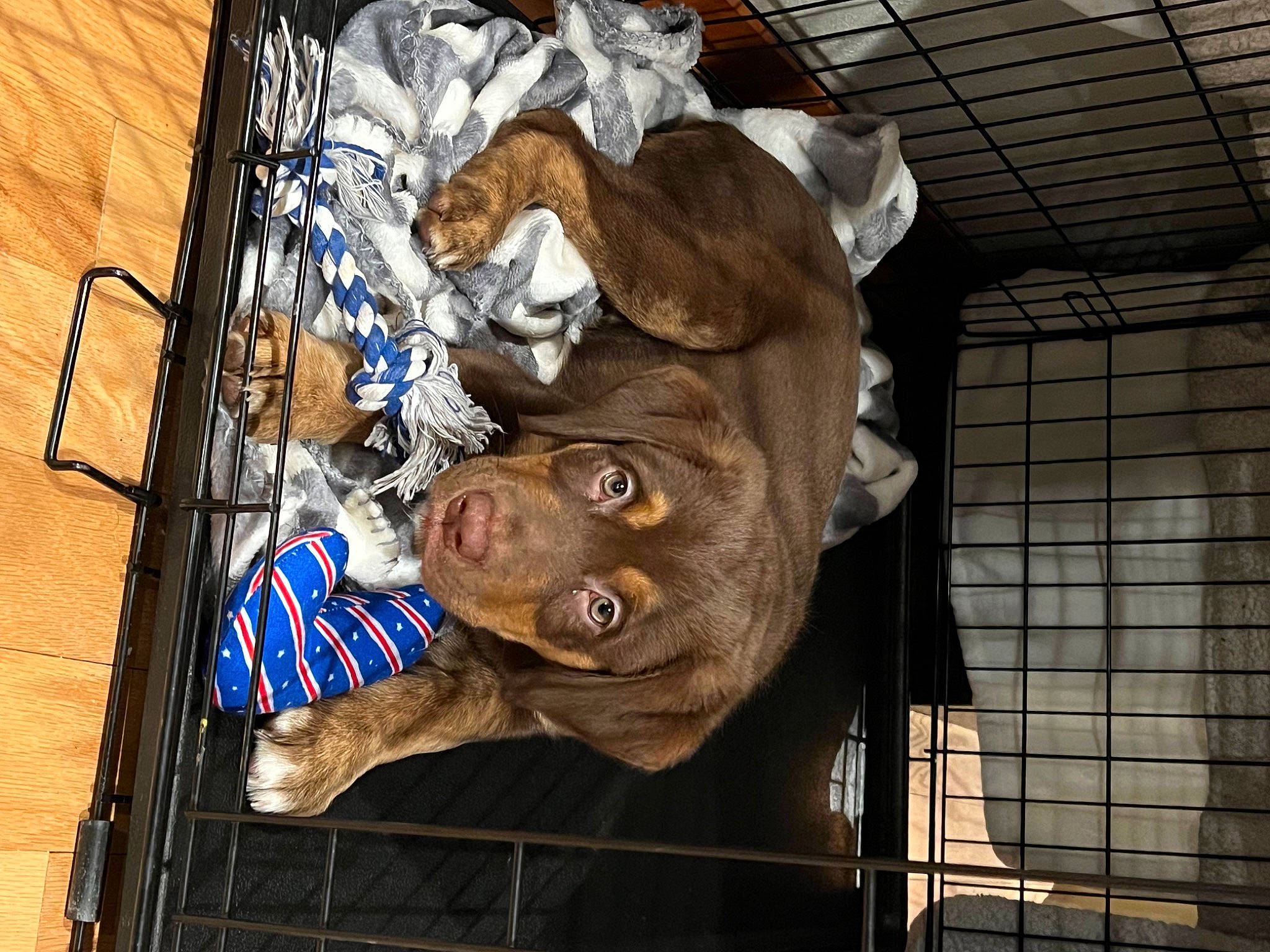 Blitz is registered to the contest to win money with this photo: art, canidae, electric_blue, fur, hat, mask, metal, personal_protective_equipment, sporting_group, visual_arts, wood, working_animal