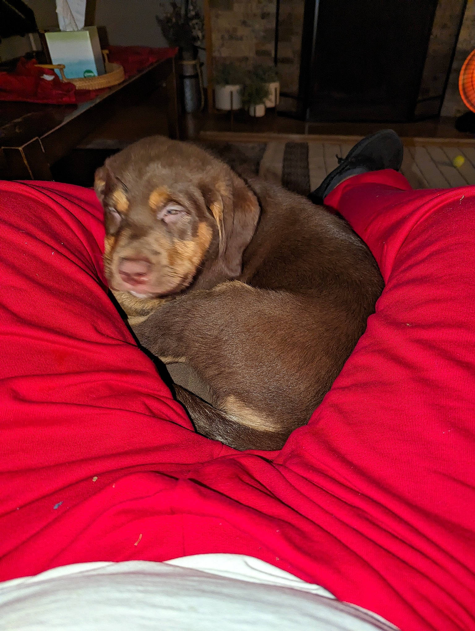 Blitz joined the competition — help win amazing prizes! borador, canidae, carnivore, comfort, companion_dog, dog, dog_breed, dog_supply, fawn, fur, guard_dog, gun_dog, houseplant, linens, liver, pointing_breed, room, sporting_group, whiskers, working_animal