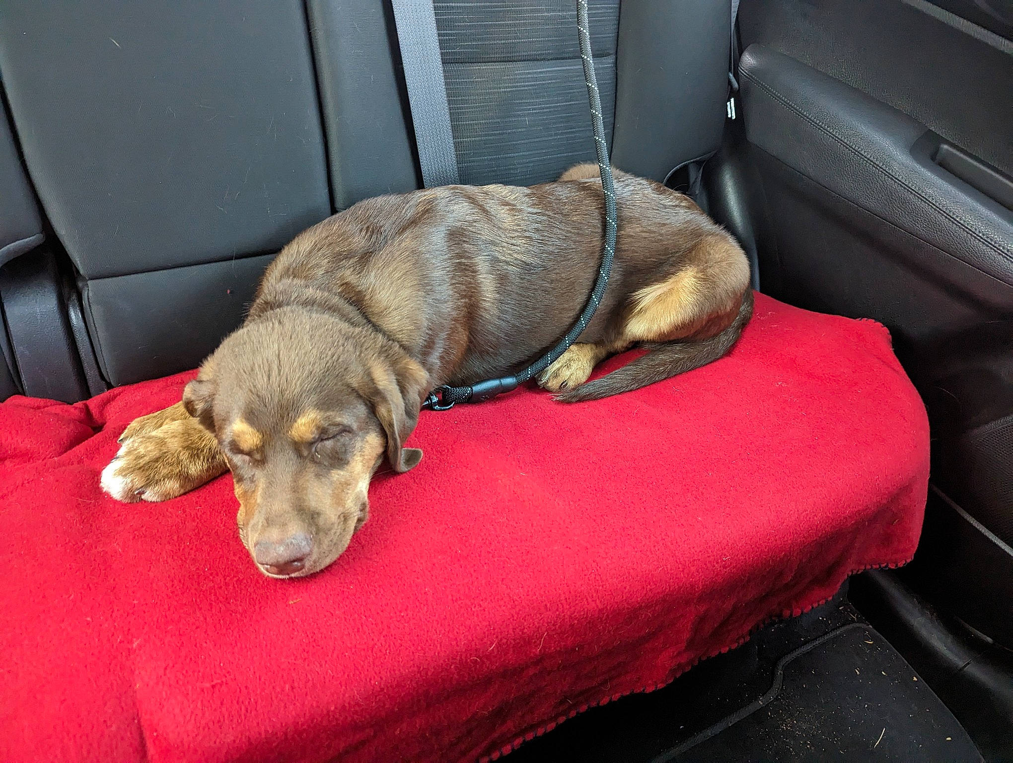 Blitz joined the competition — help win amazing prizes! canidae, carnivore, collar, comfort, companion_dog, dog, dog_bed, dog_breed, dog_supply, fawn, fur, linens, liver, personal_luxury_car, pet_supply, room, sporting_group, studio_couch, tail, working_animal