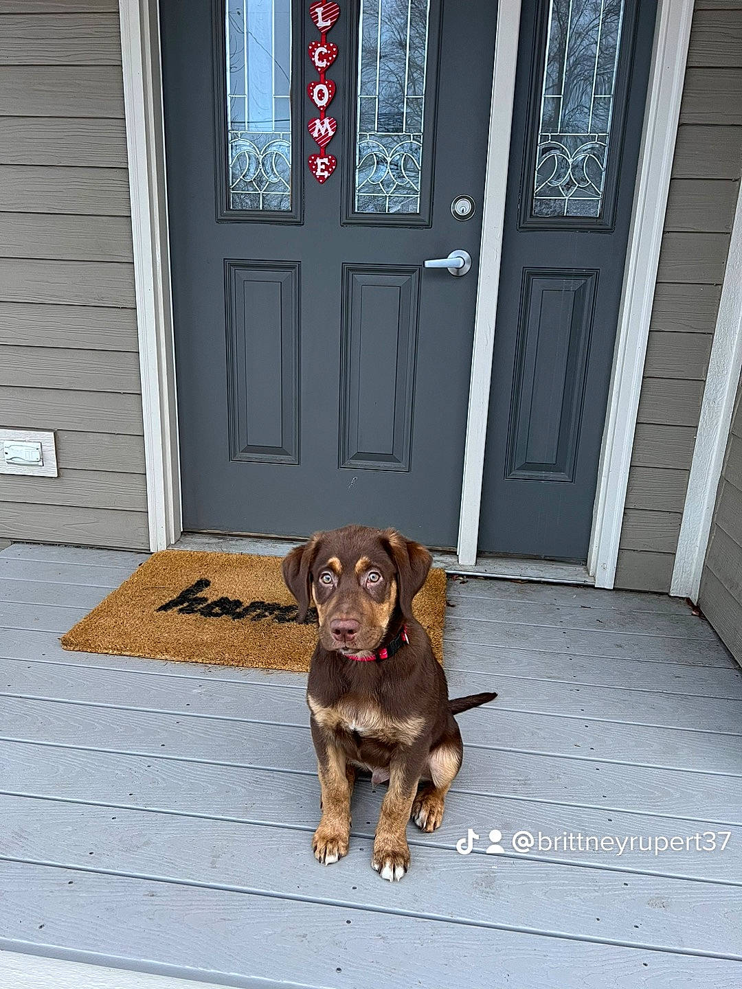Blitz joined the competition — help win amazing prizes! brown, building, carnivore, collar, companion_dog, dog, dog_breed, dog_collar, door, fawn, floor, flooring, hardwood, home_door, liver, road_surface, snout, wood, wood_stain, working_animal