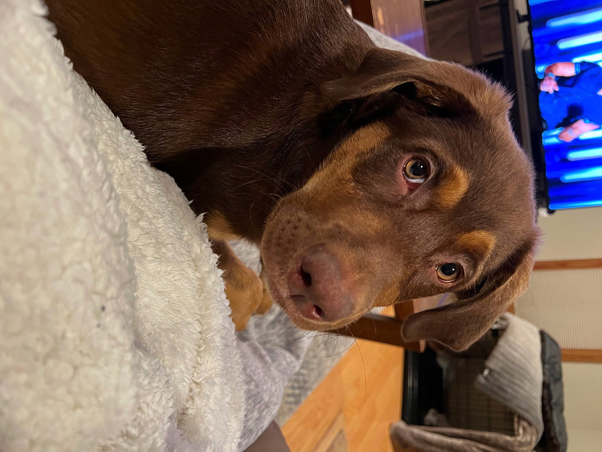 Blitz is registered to the contest to win money with this photo: canidae, carnivore, comfort, companion_dog, dog, dog_breed, ear, fur, guard_dog, gun_dog, liver, pet_supply, pointing_breed, selfie, sporting_group, suit, television, weimaraner, whiskers, working_animal