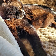 Albert participe au concours pour gagner de l'argent avec cette photo : cat, black_cat, sleeping, sunlight, cozy, blanket, furry, relaxed, pet, animal, resting, warm, indoor, closeup, whiskers, soft, comfortable, nap, fur, peaceful