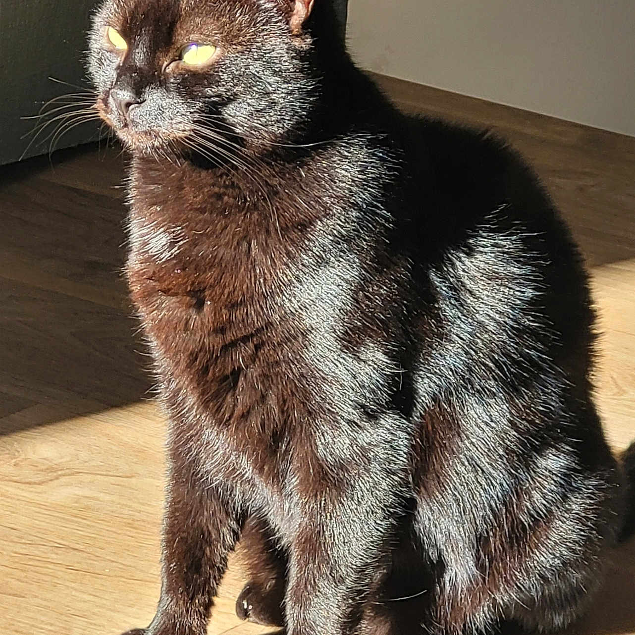 Albert participe au concours pour gagner de l'argent avec cette photo : black_cat, cat, pet, animal, feline, sitting, sunlight, wooden_floor, indoor, fur, whiskers, ears, eyes, shadow, domestic_cat, cute, portrait, quiet, calm, relaxed