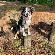 Vesta participe au concours pour gagner de l'argent avec cette photo : dog, animal, outdoor, nature, wood, tree_stump, sunlight, forest, grass, tongue_out, happy, pet, canine, ears, fur, playful, daytime, shadow, tricolor, smiling