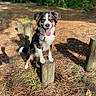 dog, animal, outdoor, nature, wood, tree_stump, sunlight, forest, grass, tongue_out, happy, pet, canine, ears, fur, playful, daytime, shadow, tricolor, smiling