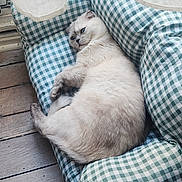 Felix participe au concours pour gagner de l'argent avec cette photo : cat, fluffy, white_cat, checkered_cushion, green_and_white, window, sheer_curtains, wooden_floor, indoor, relaxed, pet, feline, cozy, resting, natural_light, domestic_animal, home, comfortable, sleepy, quiet