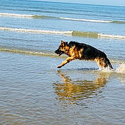 Nelson participe au concours pour gagner de l'argent avec cette photo : dog, german_shepherd, running, water, ocean, beach, splash, reflection, wet_sand, outdoor, animal, canine, motion, nature, daylight, sky, shore, waves, energetic, playful
