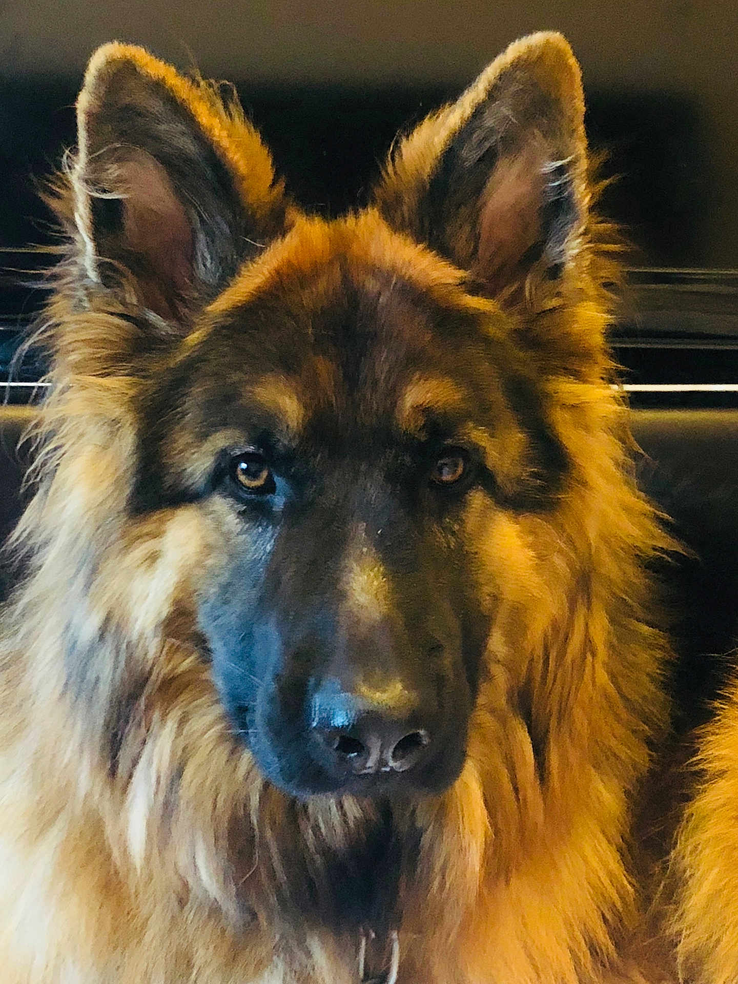 Nelson a rejoint le concours — aidez-le/la à gagner de superbes lots ! dog, german_shepherd, pet, animal, fur, ears, face, portrait, closeup, brown, black, indoor, canine, muzzle, eyes, nose, fluffy, looking, alert, companion