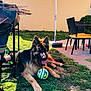 Nelson participe au concours pour gagner de l'argent avec cette photo : dog, german_shepherd, grass, ball, outdoor, umbrella, patio, chair, barbecue_grill, sunlight, shadows, fence, relaxing, pet, animal, tongue_out, summer, garden, backyard, leisure