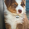 Sammy joined the competition — help win amazing prizes! puppy, dog, brown, white, fur, pet, collar, name_tag, outdoor, portrait, cute, animal, young, fluffy, closeup, sitting, looking_away, ears, snout, eyes
