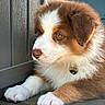 Sammy is registered to the contest to win money with this photo: puppy, dog, brown_and_white, fluffy, collar, tag, cute, pet, young_dog, closeup, portrait, animal, paw, fur, indoors, wood_floor, texture, relaxed, side_view, adorable