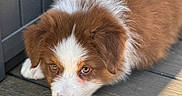 Sammy is registered to the contest to win money with this photo: puppy, dog, brown, white, fur, animal, pet, wooden_deck, outdoor, sunlight, shadow, cute, fluffy, laying_down, closeup, portrait, young, adorable, relaxed, canine