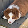 puppy, dog, brown, white, fur, animal, pet, wooden_deck, outdoor, sunlight, shadow, cute, fluffy, laying_down, closeup, portrait, young, adorable, relaxed, canine