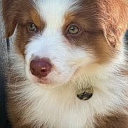 Sammy joined the competition — help win amazing prizes! puppy, dog, brown_fur, white_fur, close_up, portrait, pet, cute, fluffy, young_dog, tag, green_eyes, animal, fur, outdoor_light, nose, whiskers, ears, soft_texture, face