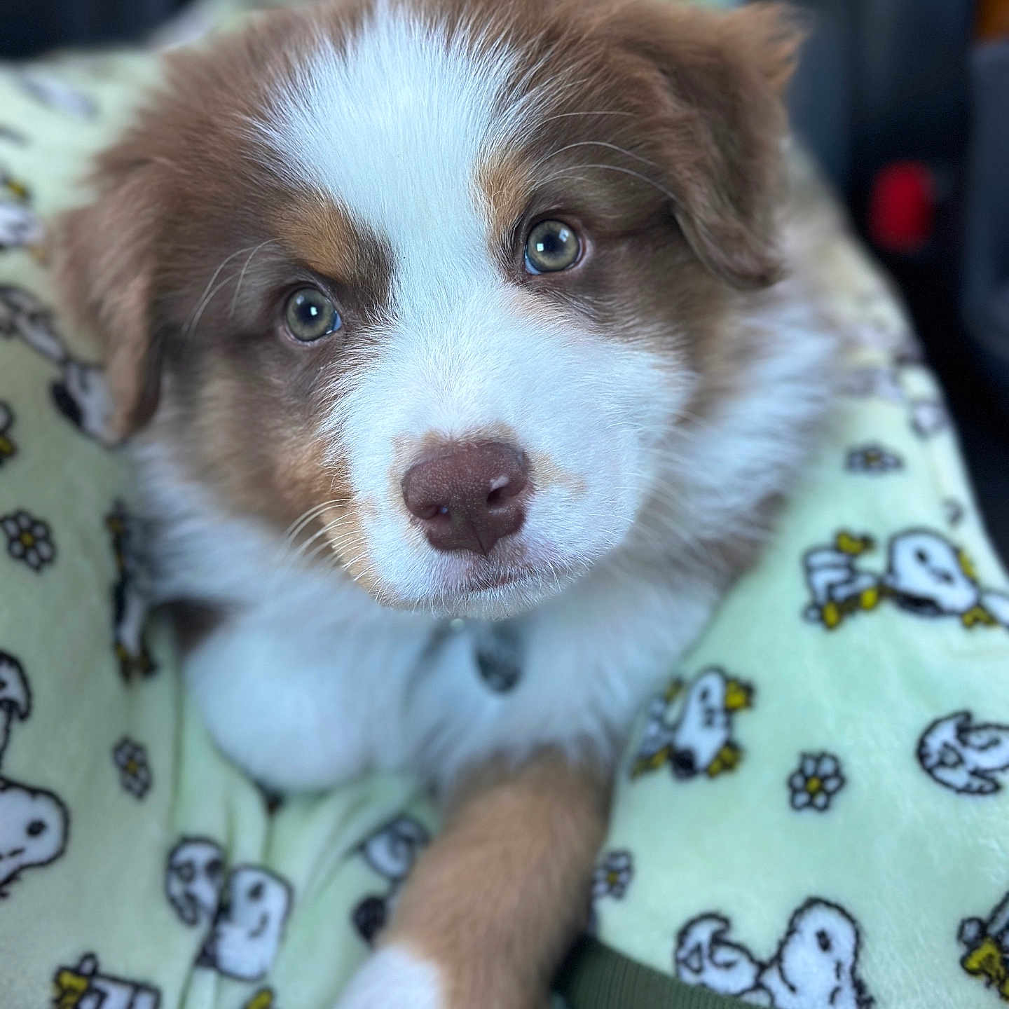 Sammy