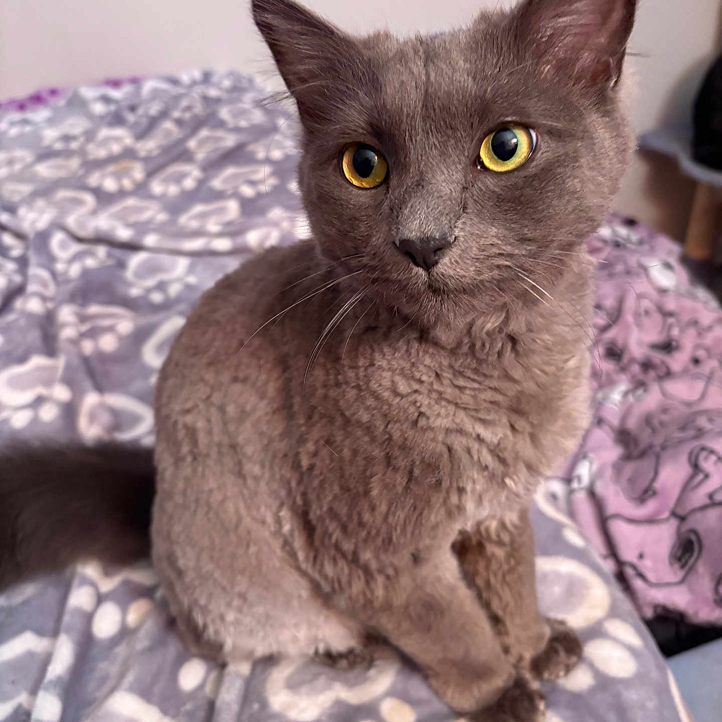 Thor is registered to the contest to win money with this photo: animal, blanket, cat, closeup, cozy, curious, cute, domestic_cat, ears, feline, fur, gray_cat, indoor, looking, pet, sitting, soft, tail, whiskers, yellow_eyes