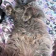 Thor joined the competition — help win amazing prizes! cat, fluffy, gray_cat, pet, animal, indoor, resting, lying_down, fur, cute, relaxed, whiskers, closeup, bed, blanket, pattern, paws, eyes, feline, cozy