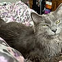 Thor is registered to the contest to win money with this photo: cat, gray_cat, fluffy, pet, animal, feline, indoor, bed, blanket, relaxed, fur, whiskers, ears, eyes, cute, cozy, resting, domestic_cat, mammal, sleepy