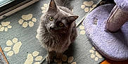 Thor is registered to the contest to win money with this photo: cat, gray_cat, tortoiseshell_cat, indoor, rug, paw_prints, cat_tree, curious, pets, floor, wood_floor, window, screen_door, looking_up, feline, domestic_animal, animal, pet_accessories, cozy, home